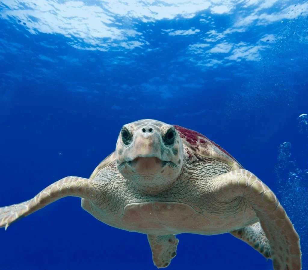 Sea turtle swimming in healthy marine seagrass