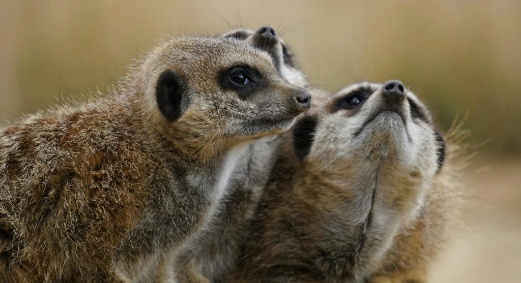Meerkats standing together looking out at the desert landscape