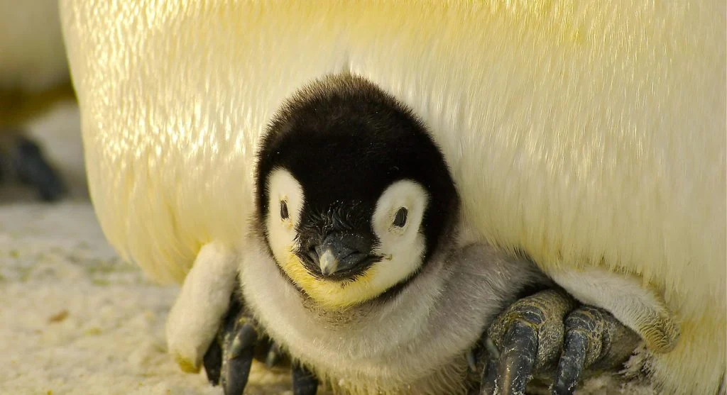 Adult penguin shielding chick from Antarctic winter