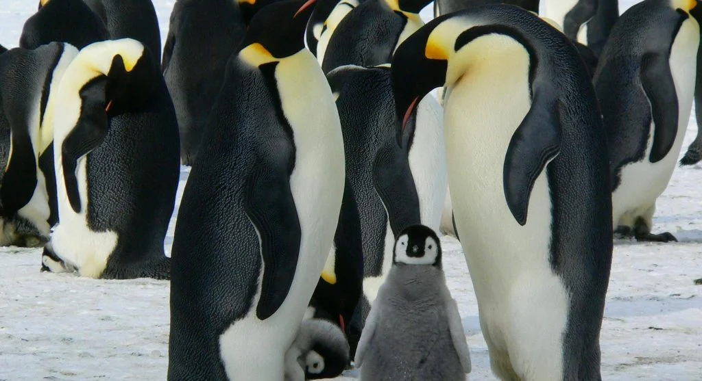 Why Penguins Huddle Together During Harsh Antarctic Winters