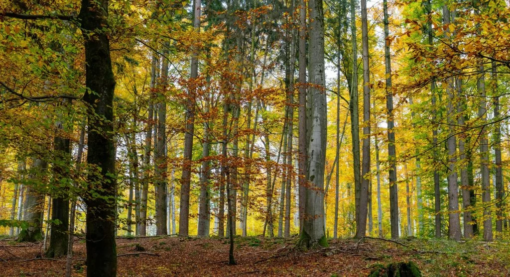 Colorful autumn forest with diverse wildlife