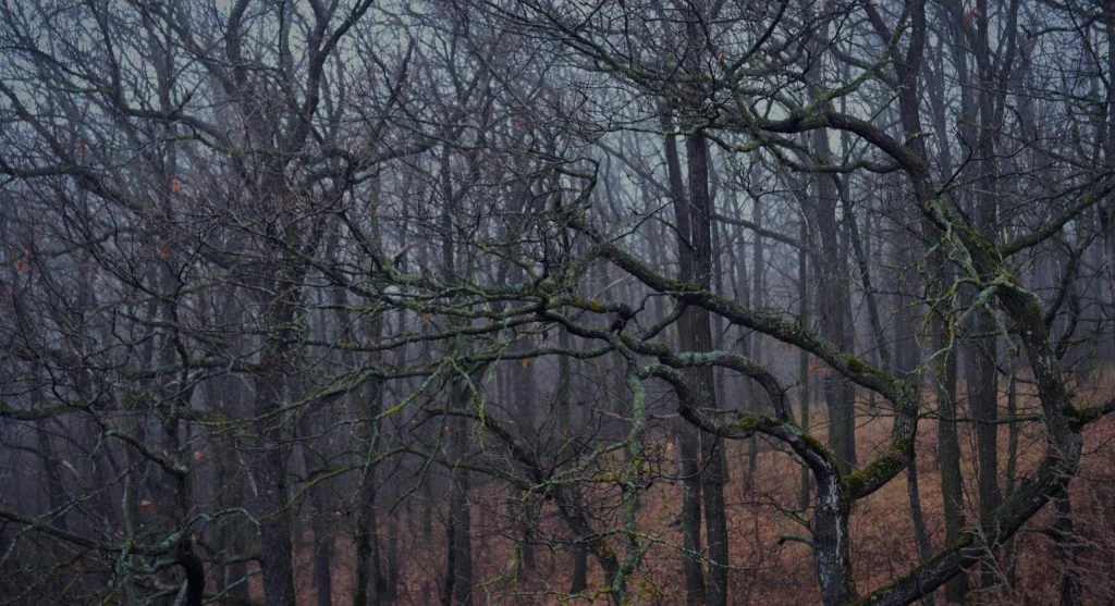 serene forest before rain shower
