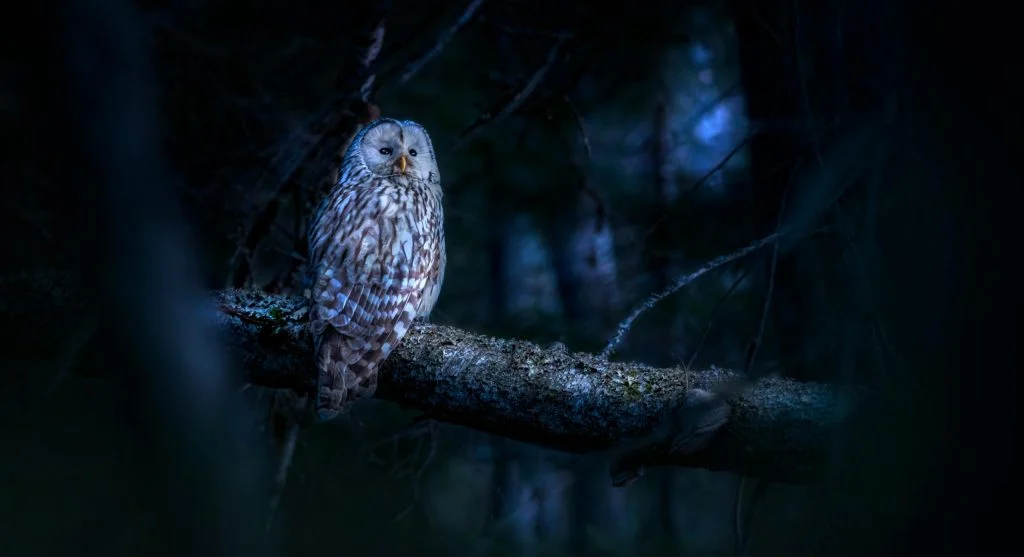 Why Owls Are Such Effective Night Hunters According to Researchers
