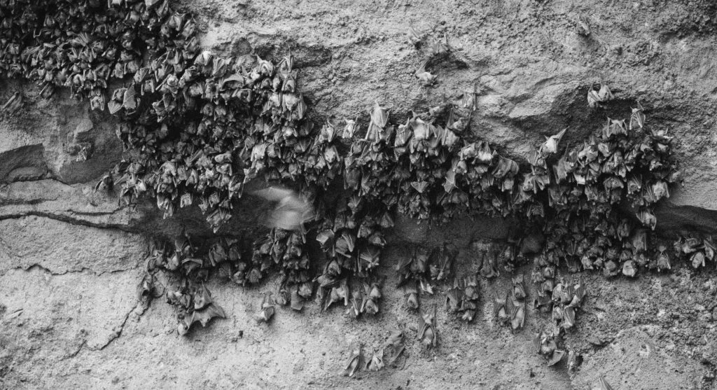 A bat contributing to nighttime pollination in a natural ecosystem