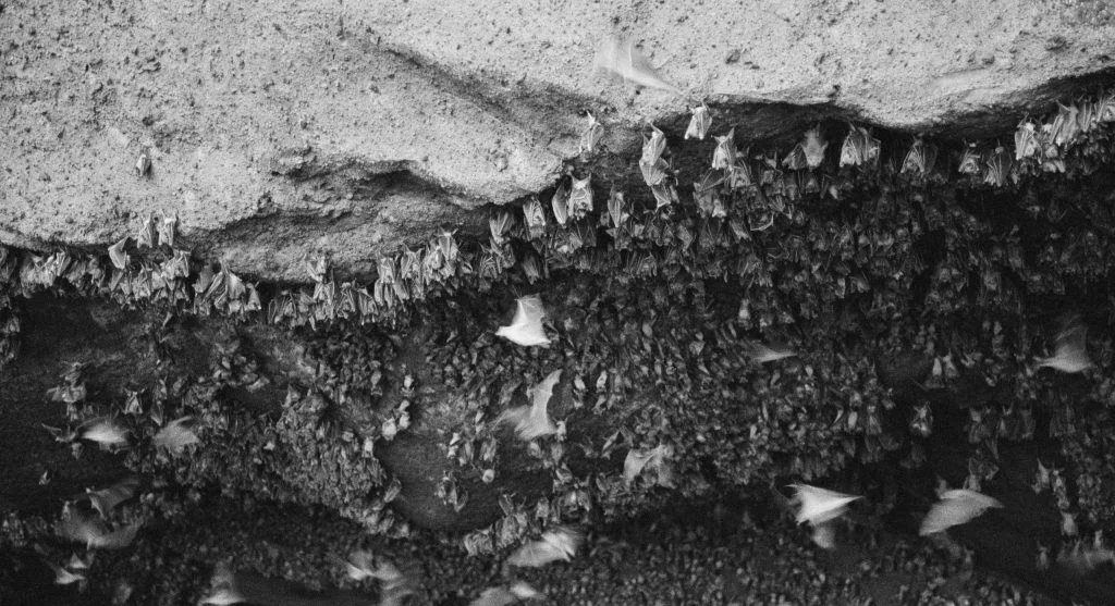 bat flying in nighttime forest