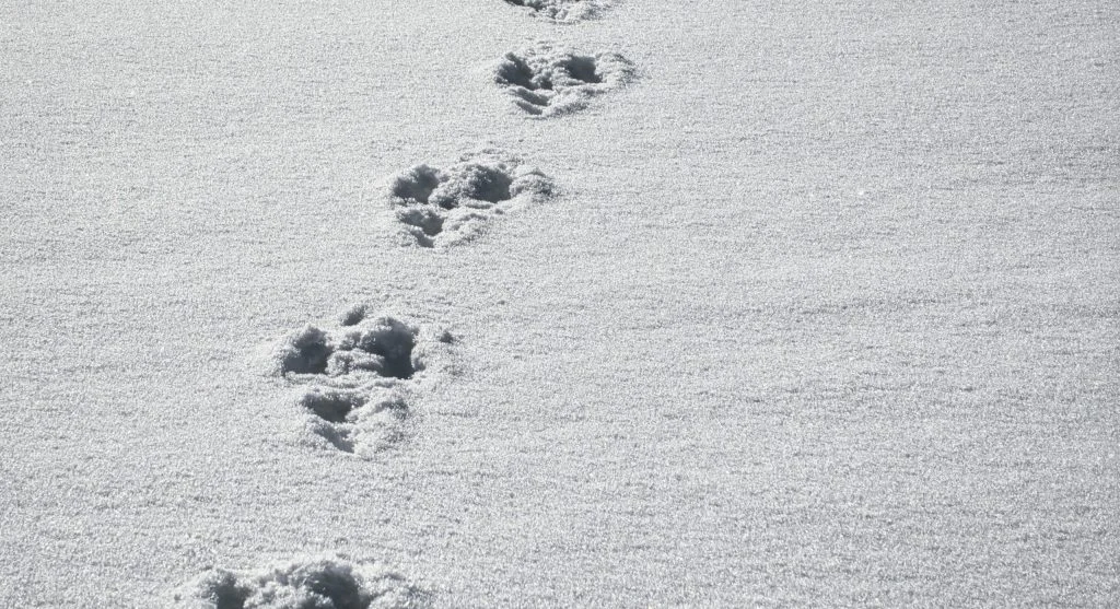 Deer tracks in fresh snow on a wildlife trail