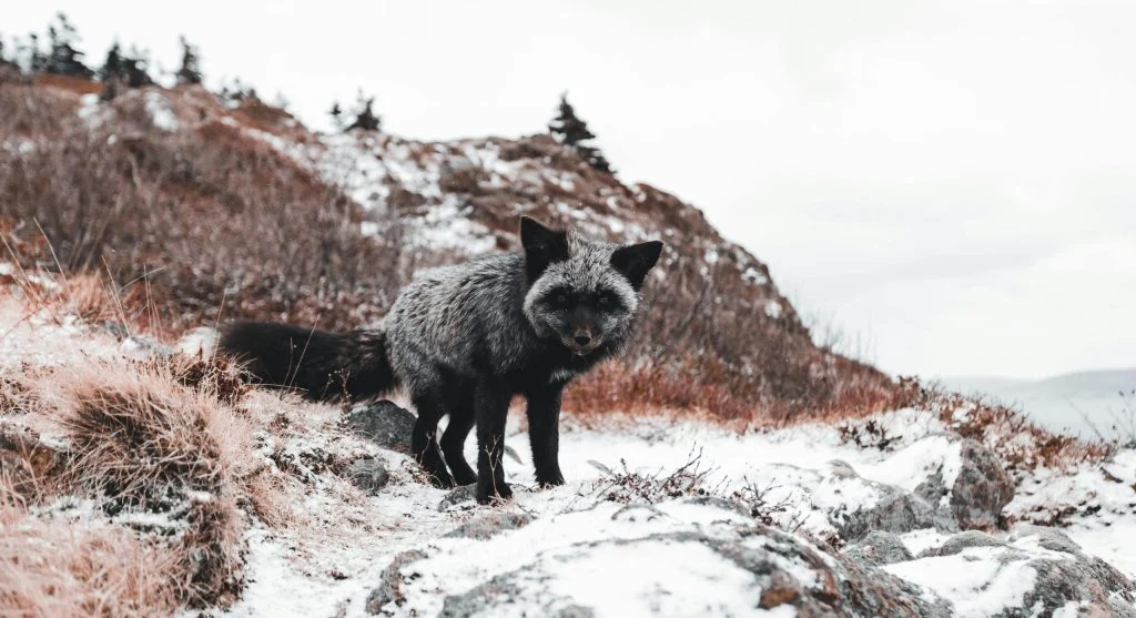 Arctic fox with white fur in snowy tundra landscape