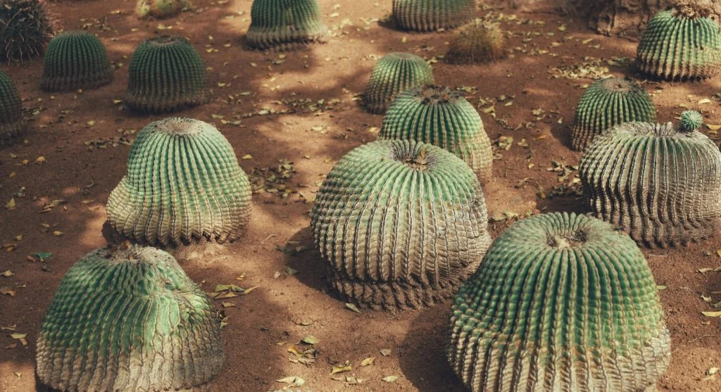 desert wildlife feeding adaptations