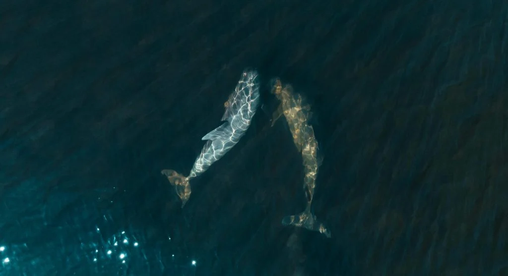 Dolphins swimming together in the ocean