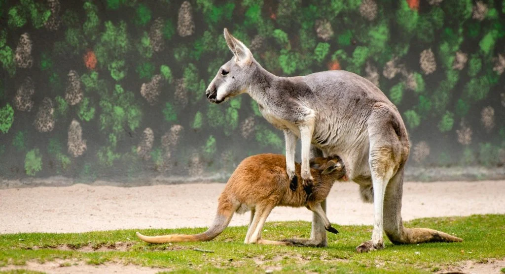 A kangaroo joey peeking out of its mother's pouch