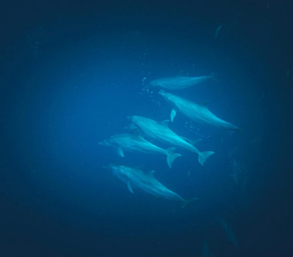Dolphins swimming together in a marine conservation area