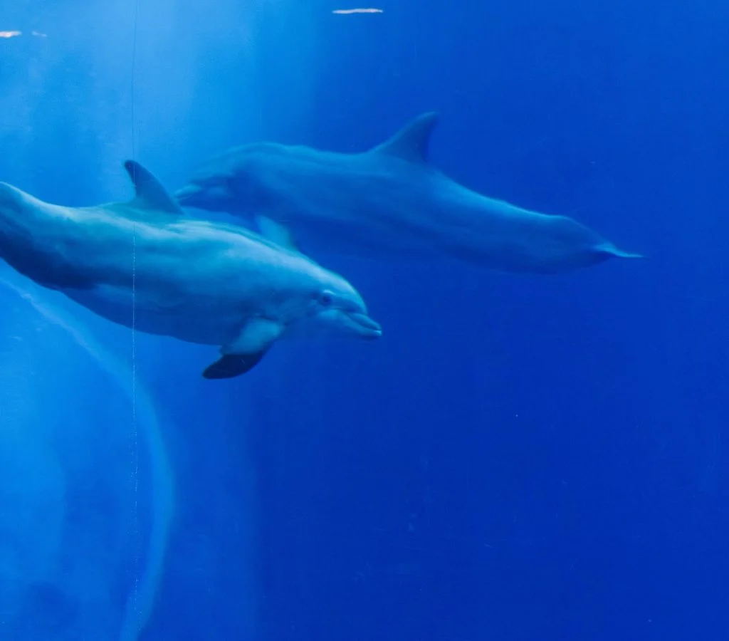 A pod of dolphins swimming together in a healthy ocean