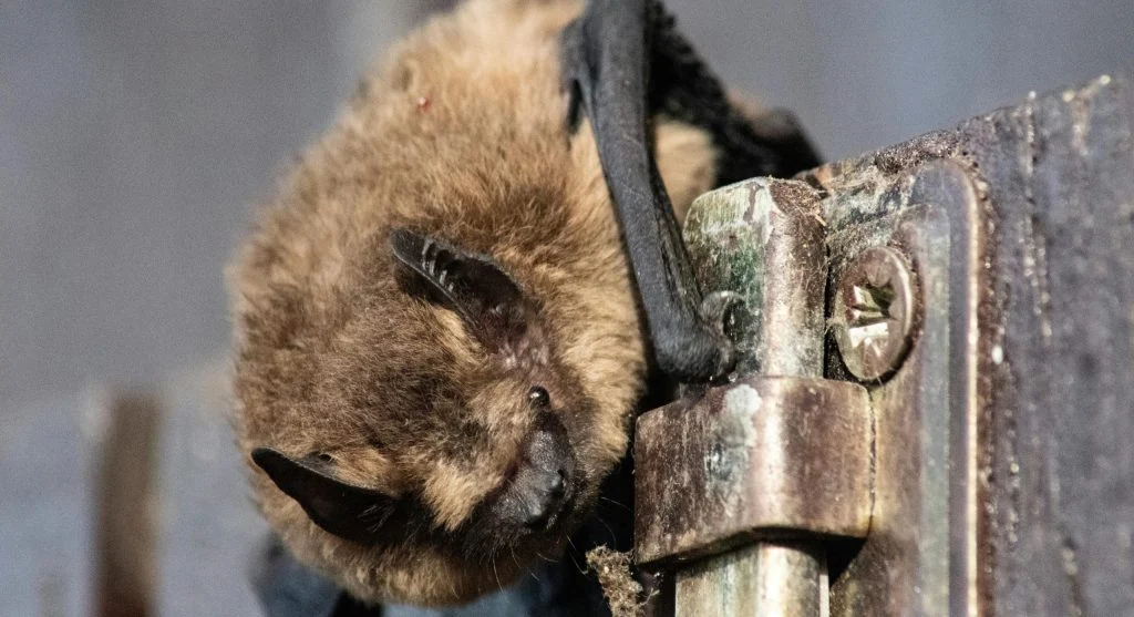bat pollinating flowers at night
