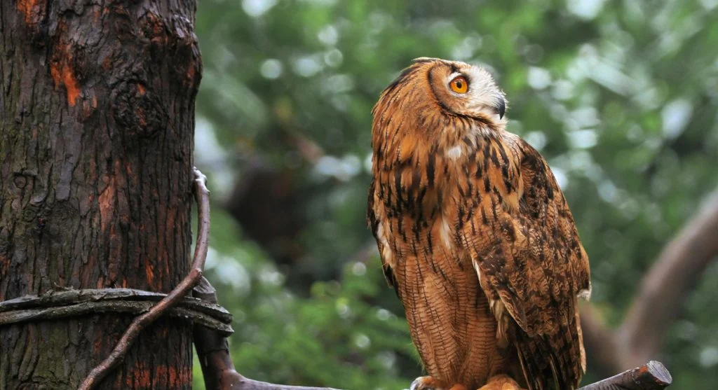 owl turning head in forest