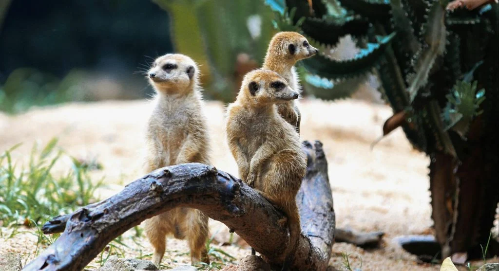 How Meerkats Work Together to Survive in Harsh Desert Habitats