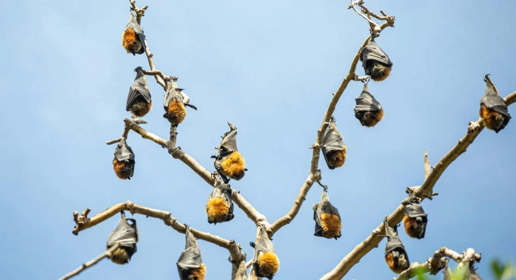 A large group of bats resting in a protected cave