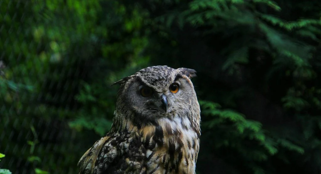 Owl resting at night in a protected habitat