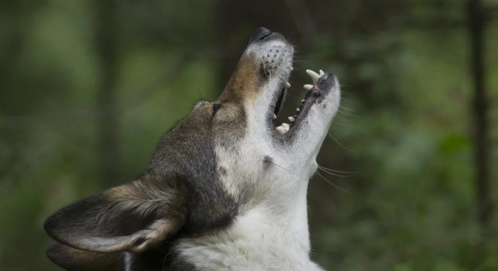 lone wolf howling outdoors at night