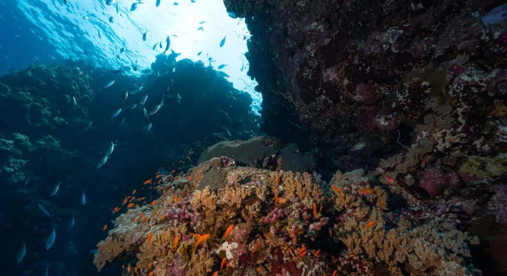 Why Coral Reefs Are Important for Marine Biodiversity Worldwide