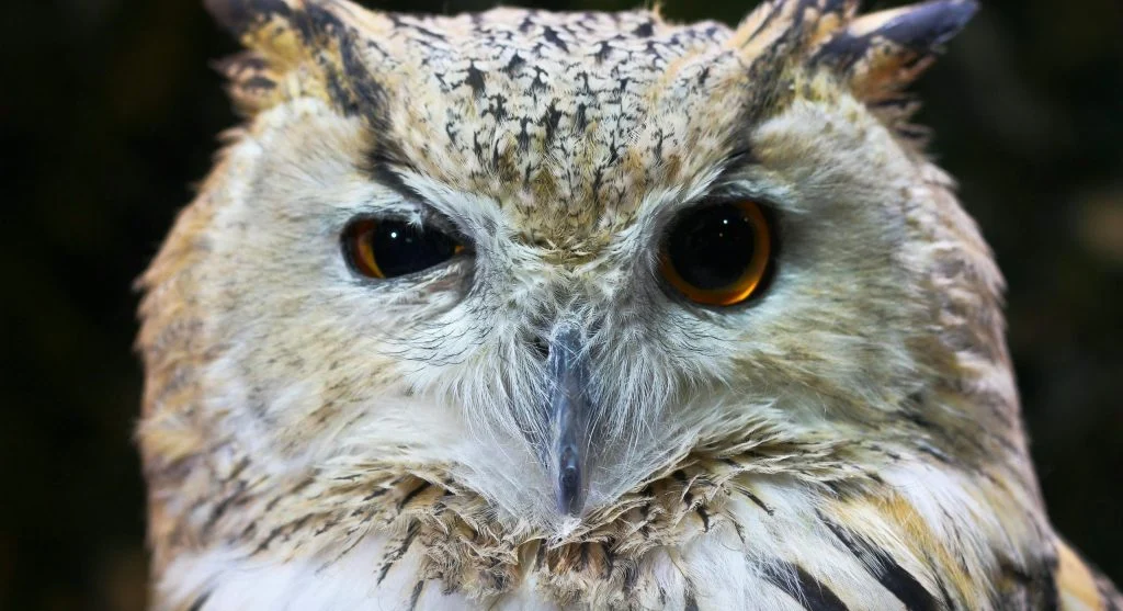 Illustration of an owl's eye and nighttime hunting scene
