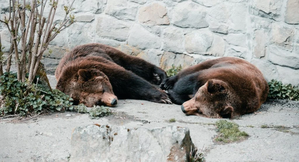 A bear sleeping in hibernation during winter