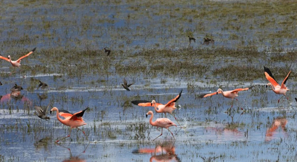 flamingos in protected wetland biodiversity