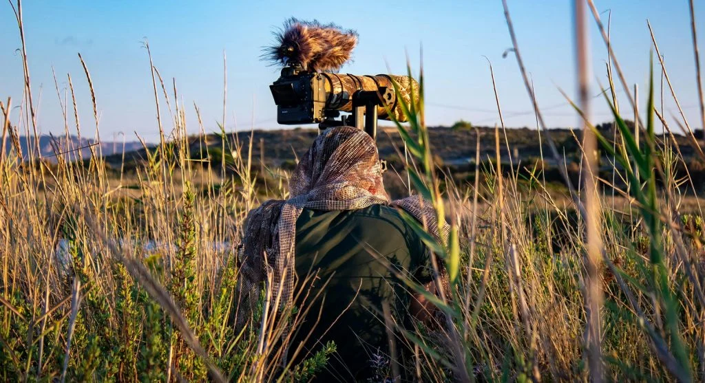 Person in outdoor setting observing wildlife