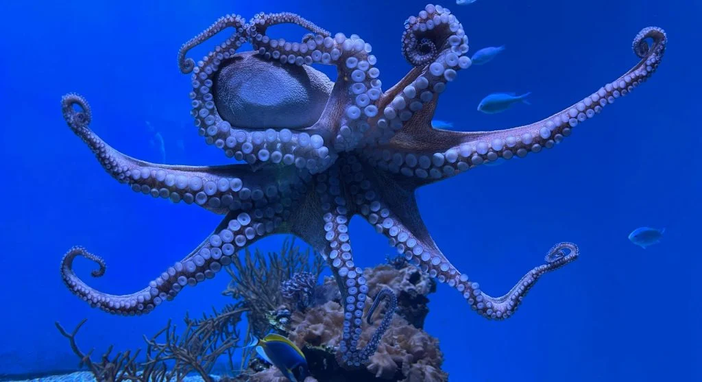 Octopus swimming through a colorful coral reef