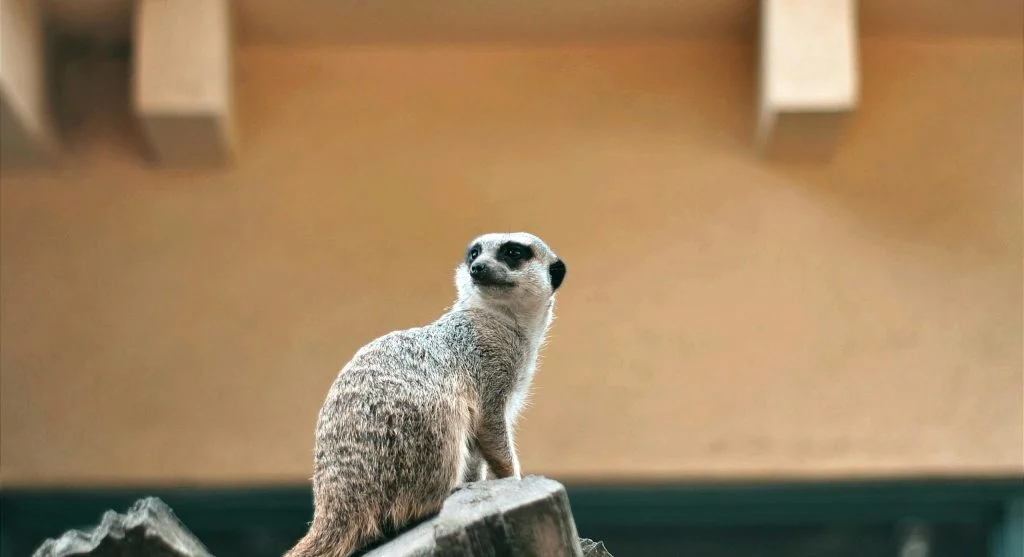 meerkat standing watch over group