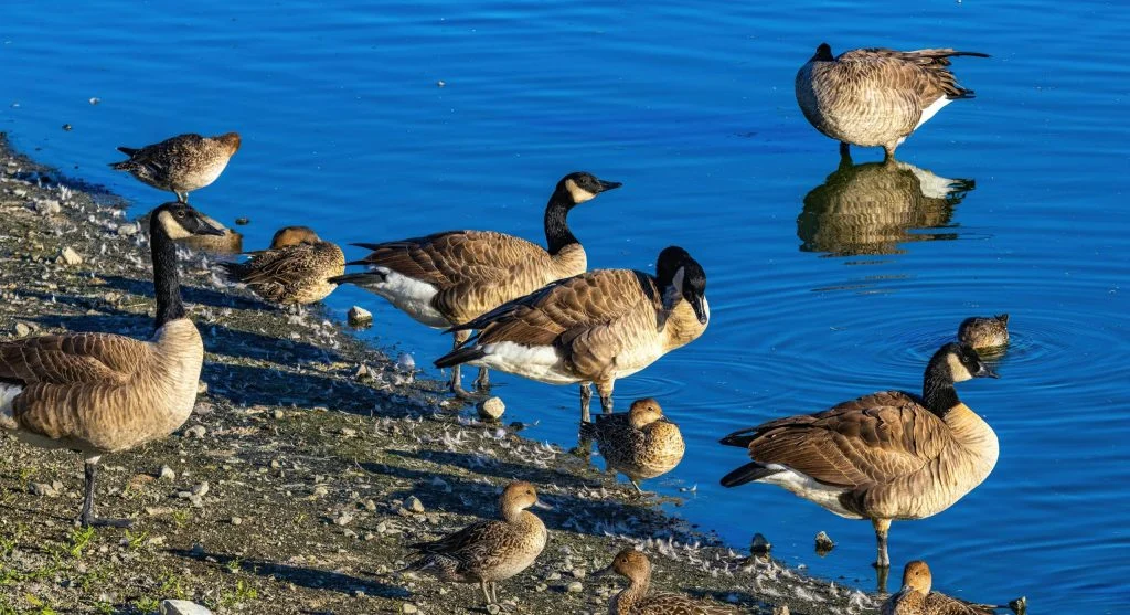 Birds gathering near a water source on a hot day