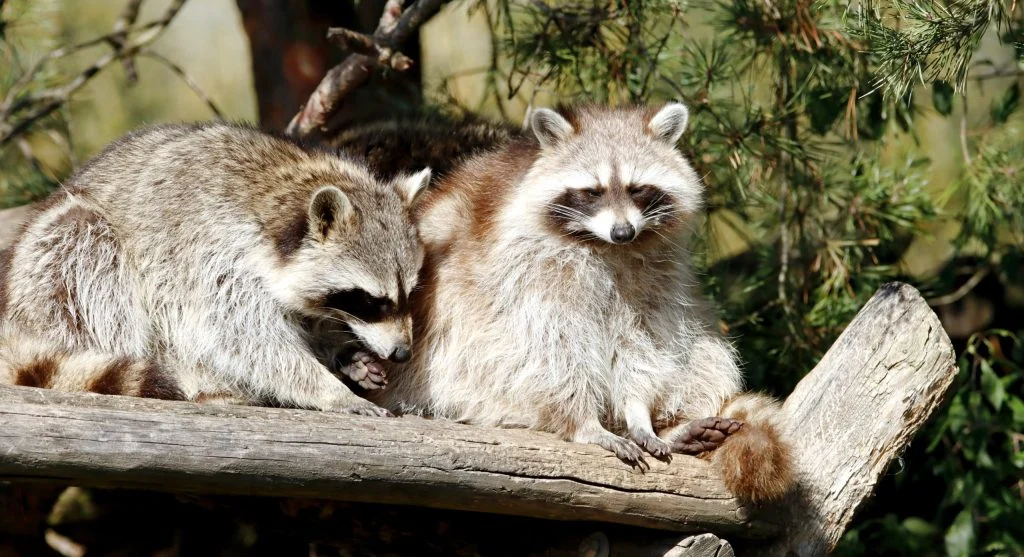 raccoon adapting to city nightlife