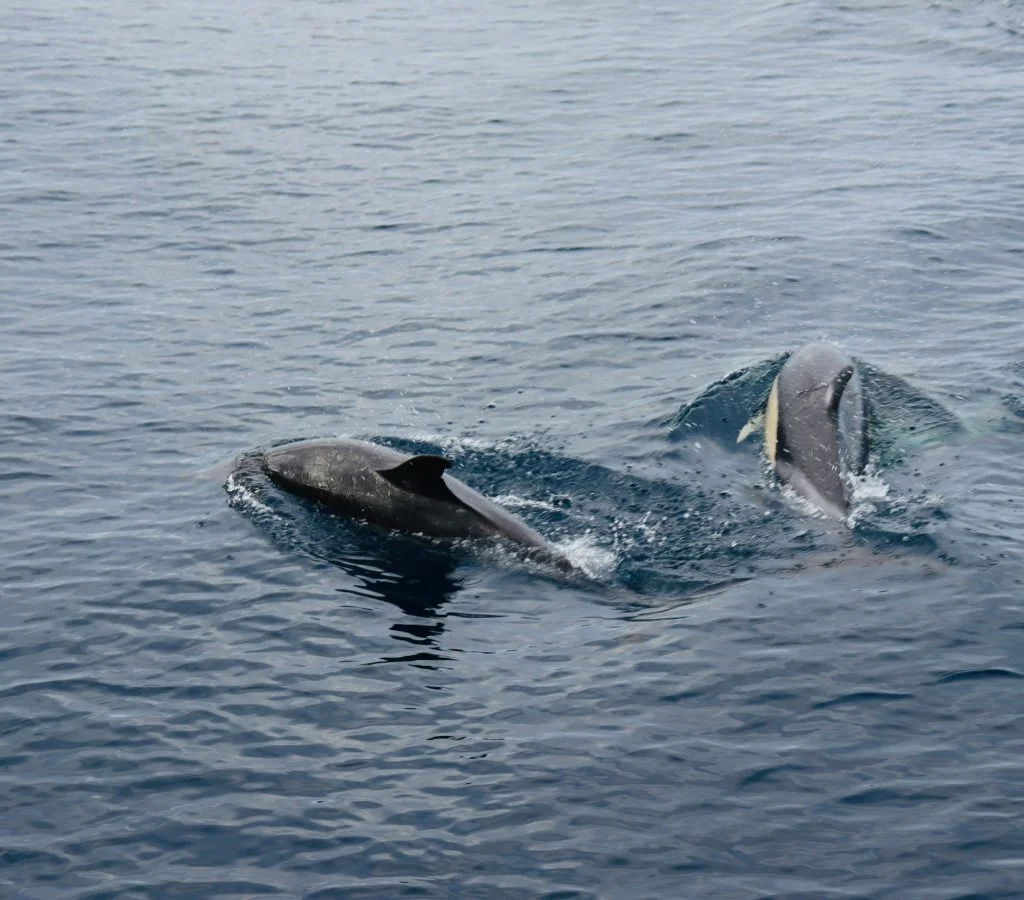 Dolphins swimming and communicating in the ocean