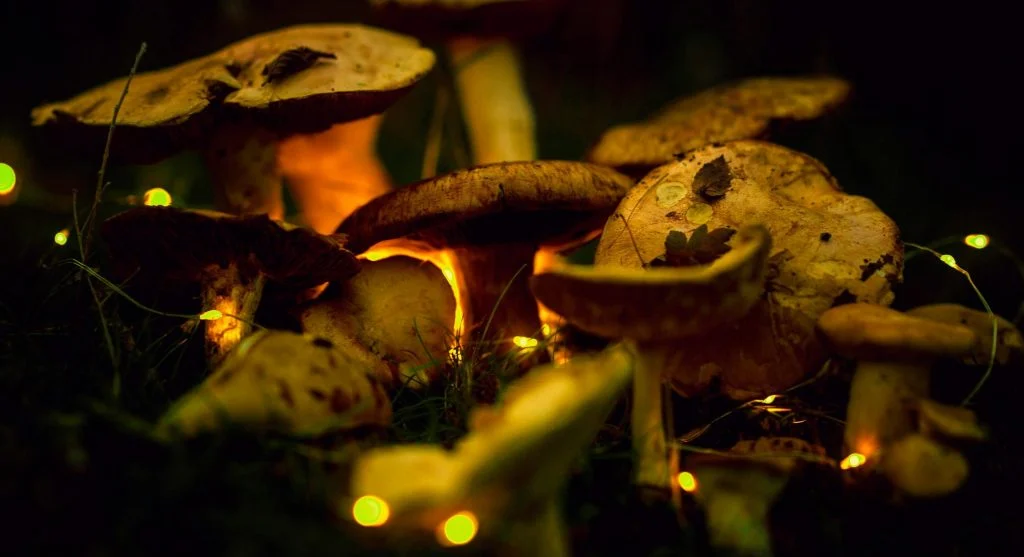 fireflies glowing at night
