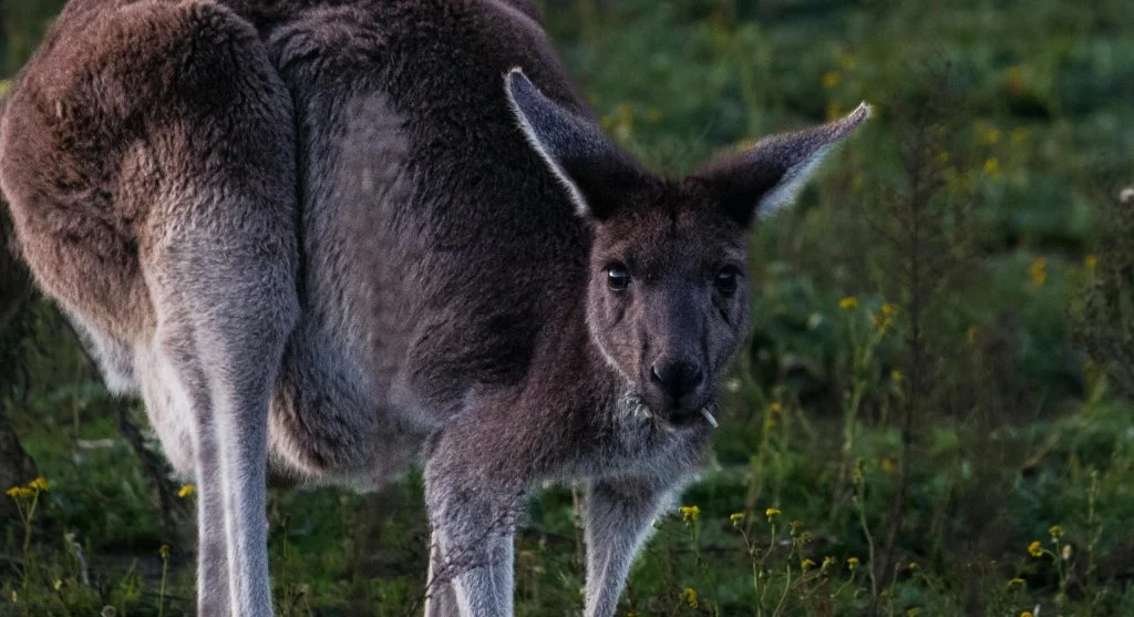 Kangaroo standing in dry Australian outback landscape