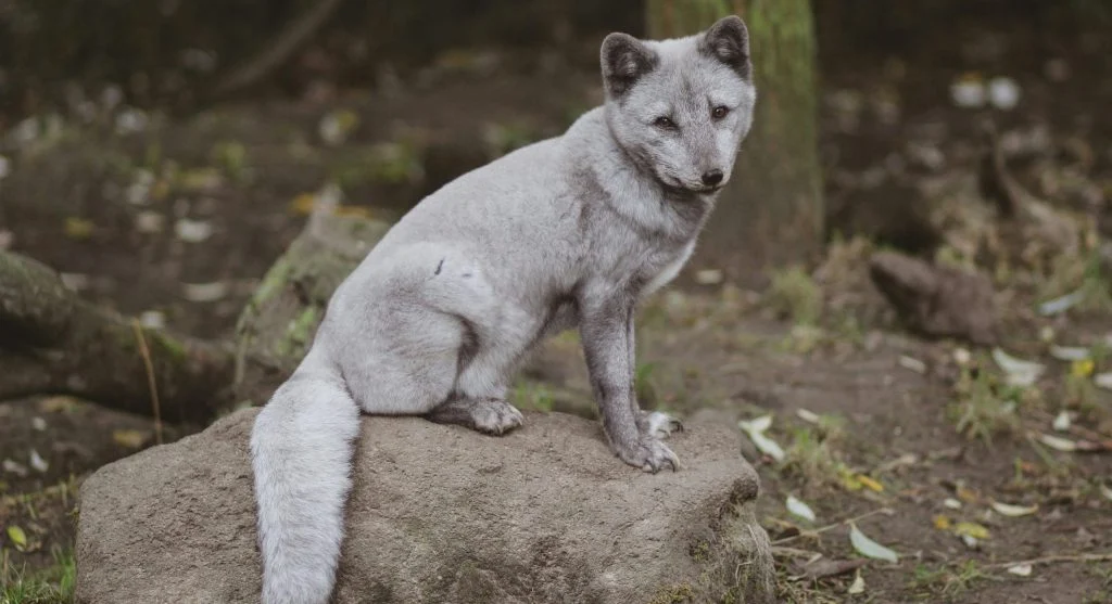 Arctic fox in summer coat in rocky terrain