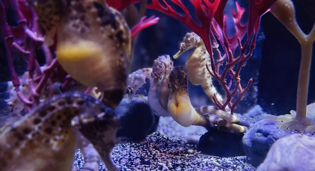 seahorse in coral reef ecosystem