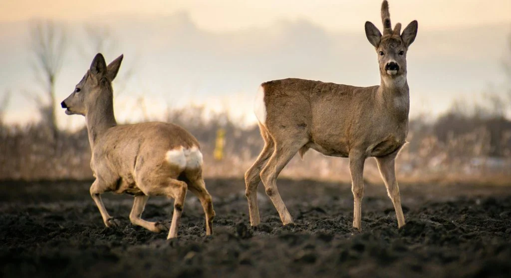 deer moving naturally at dusk