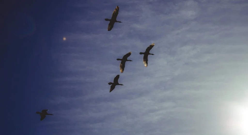 birds flying at night