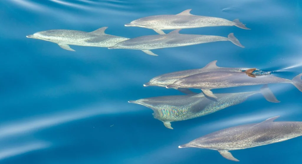 Dolphins swimming together in a pod