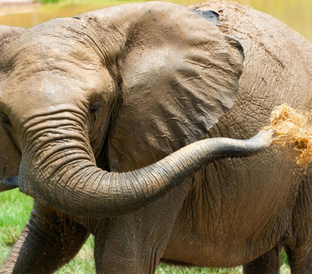 Elephant covering itself in mud in a natural wildlife habitat