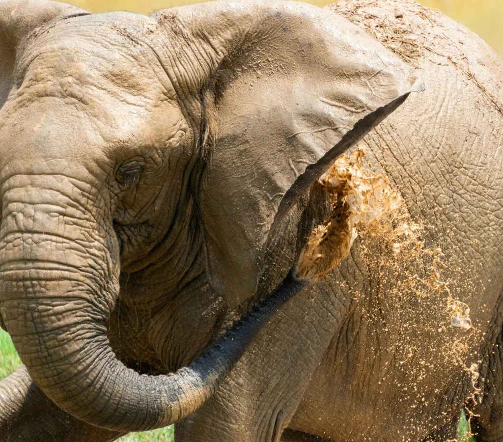 Elephant trunk spraying mud in natural habitat