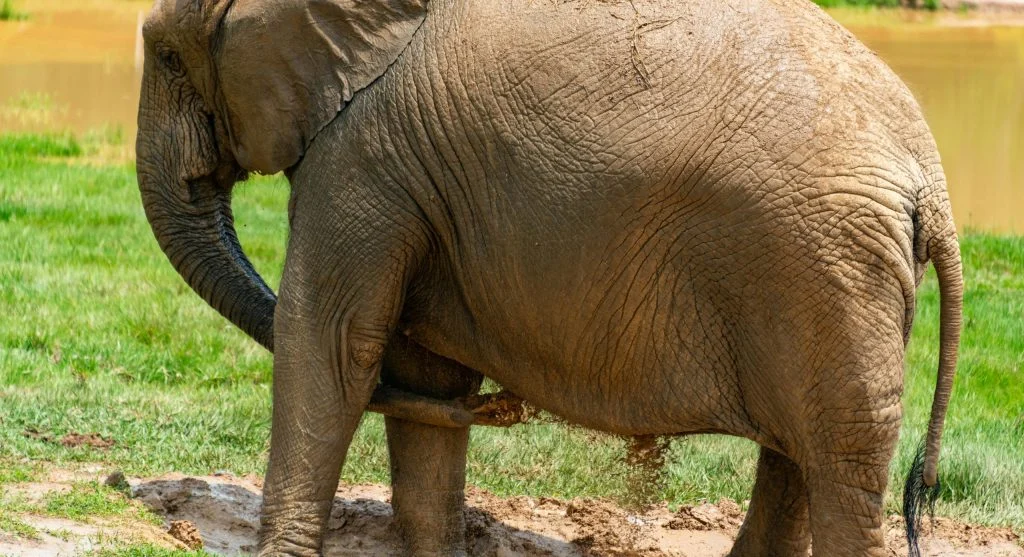 Young elephant covered in mud learning survival behavior