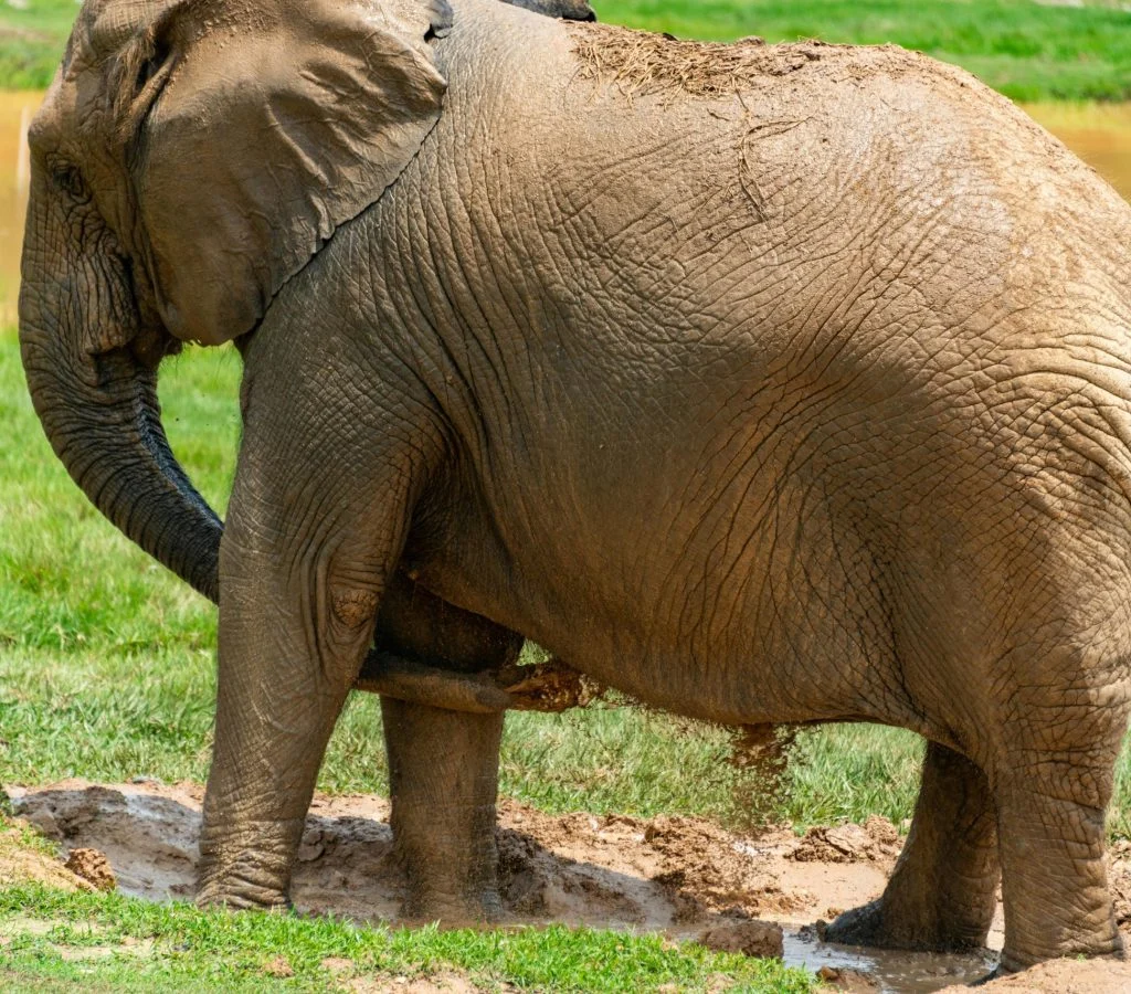 Elephant covering itself with mud to cool down