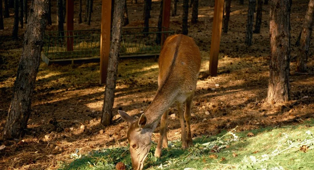 deer feeding naturally at dusk
