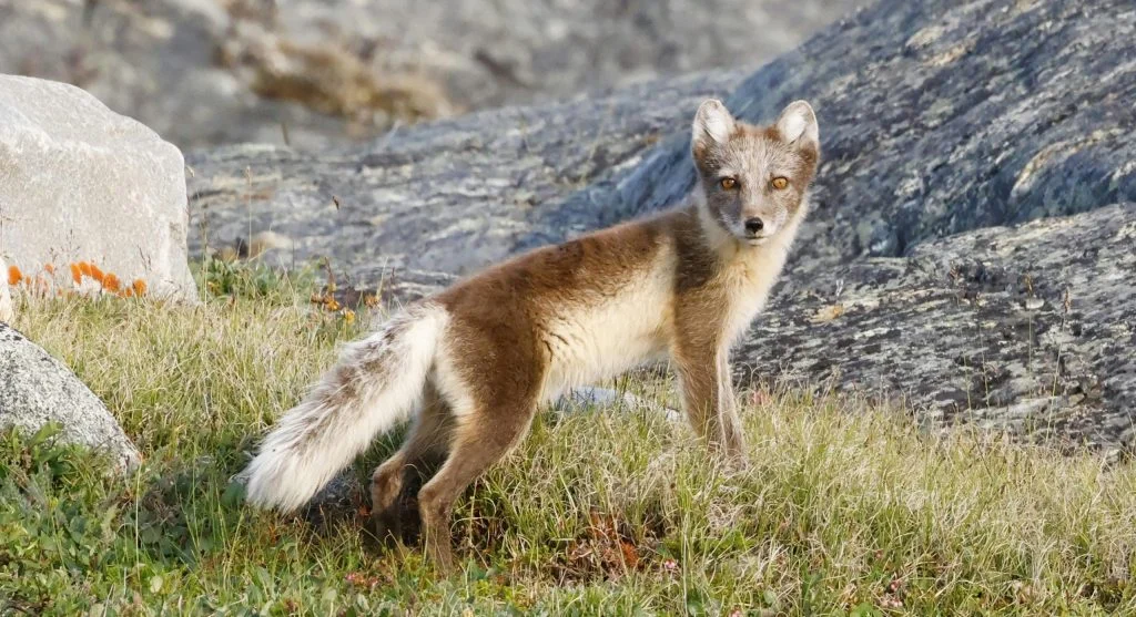Arctic fox standing in a field of colorful wildflowers and low vegetation