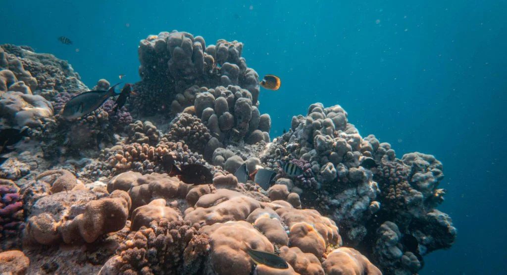 Colorful coral reef with diverse marine life