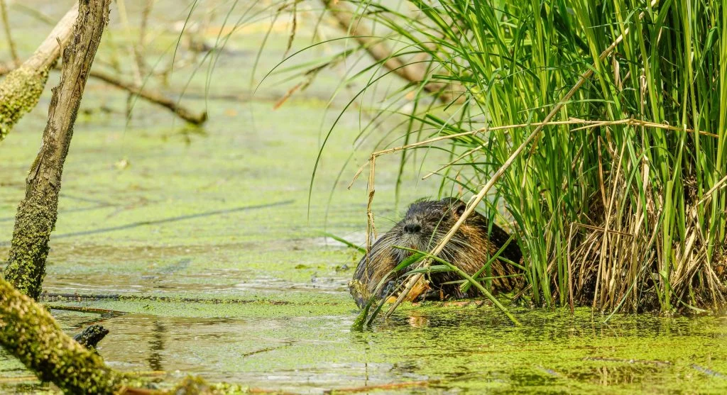 beaver dam creating freshwater wetland