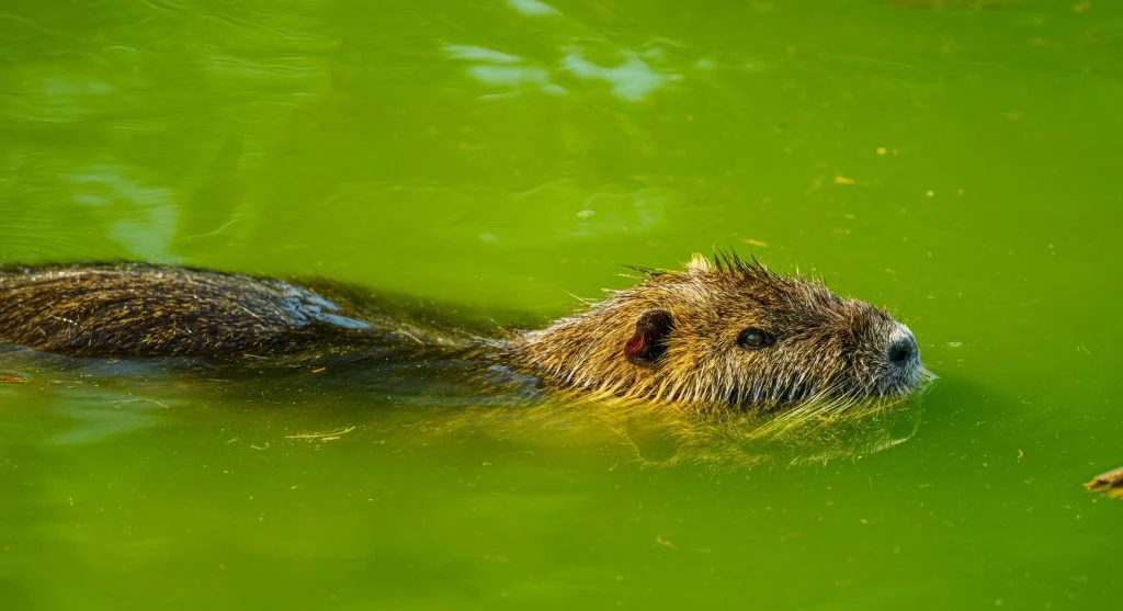 beaver-created wetland freshwater habitat