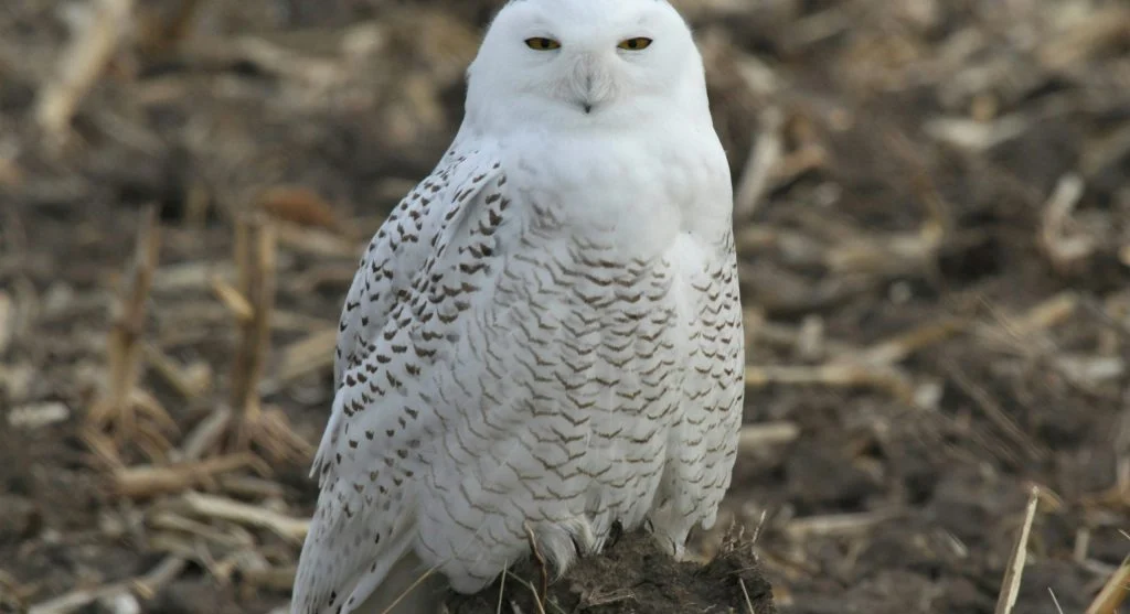 Snowy owl perched in a cold open landscape during winter