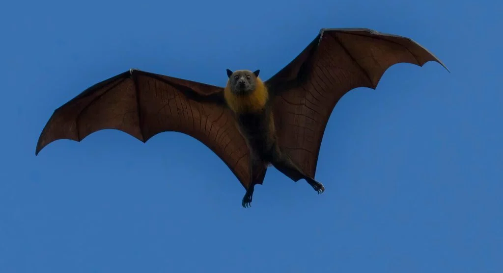 bats in nighttime ecosystem